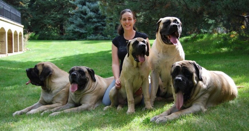 Top 3 velcí psi pro rodinný život