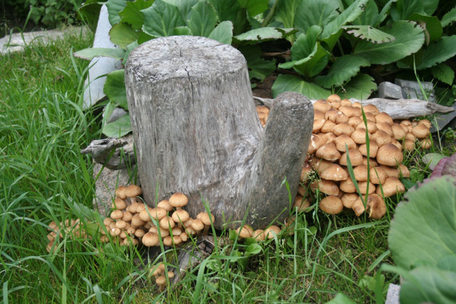 Jak pěstovat houby v zemi