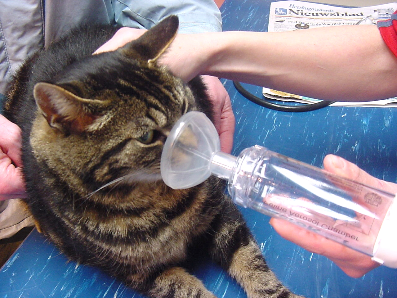 7 hlavních příčin astmatu u koček