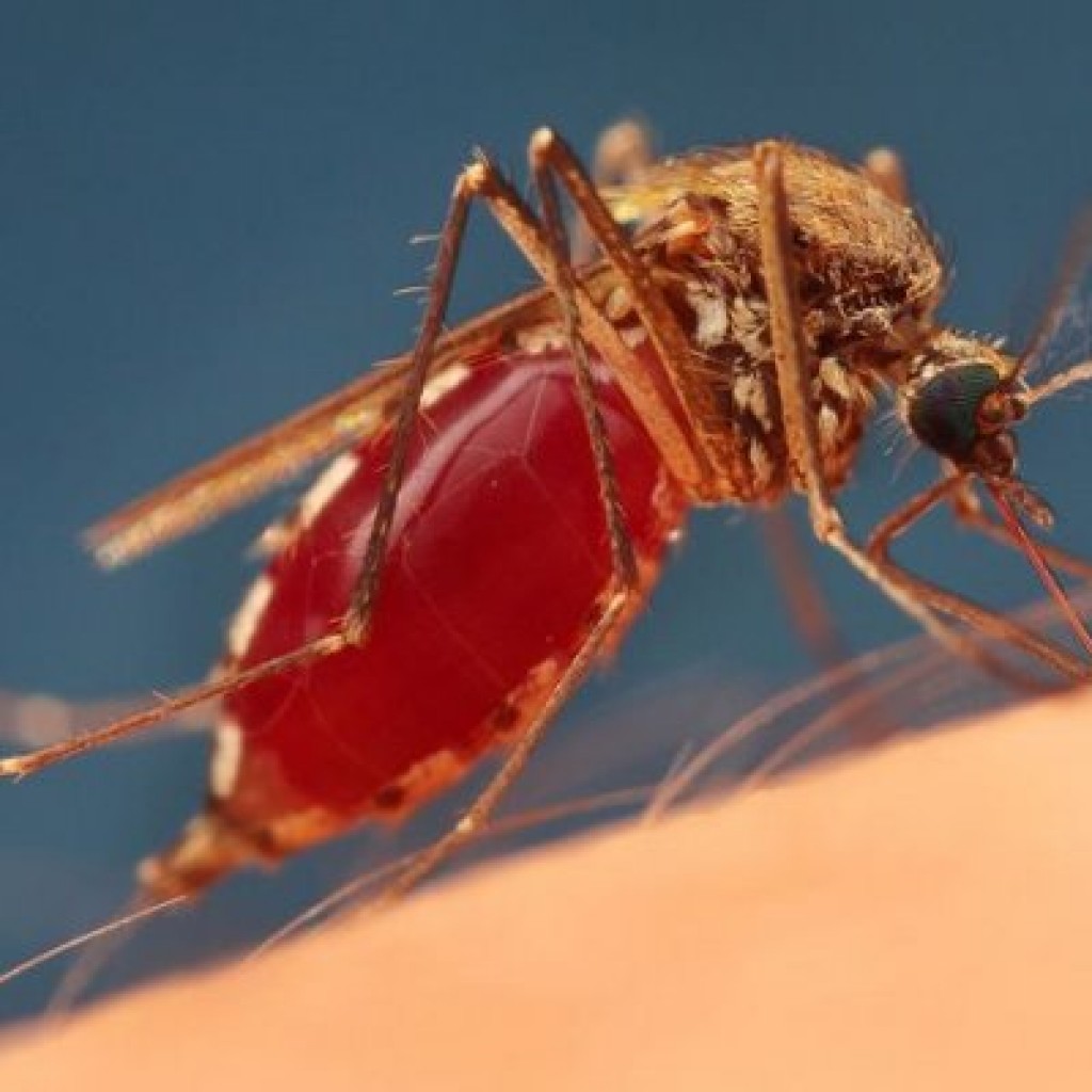 Spolehlivá ochrana před komáři