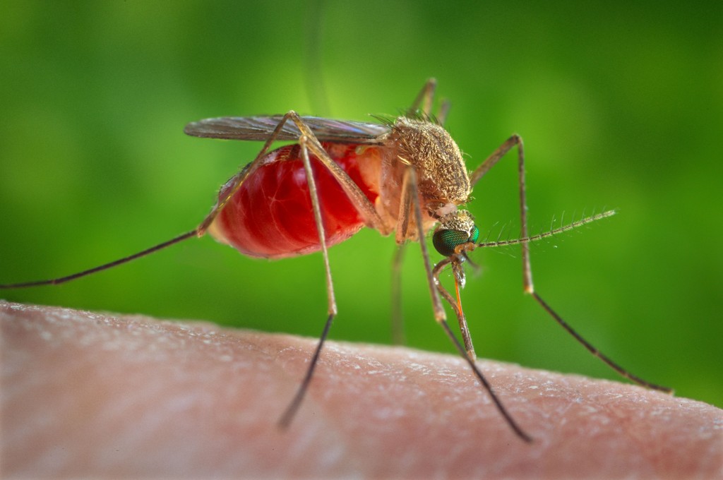Jak zabránit kousnutí komárů