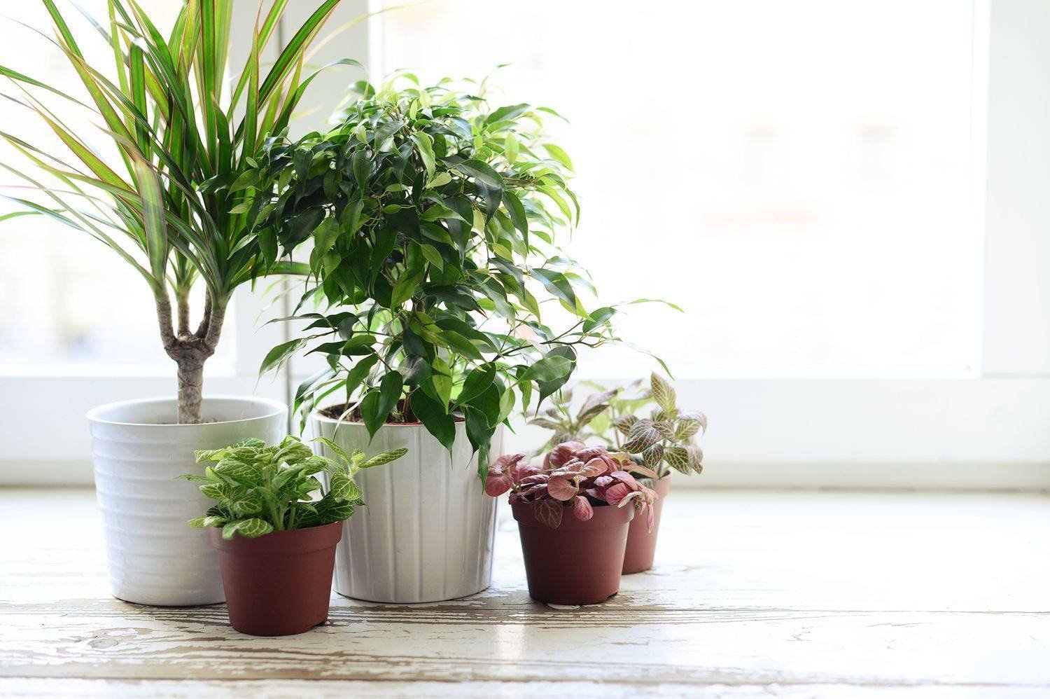 Užitečné rostliny pro váš domov