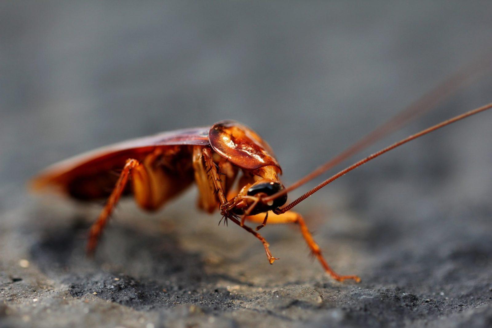 Proč se v domě mohou objevit šváby