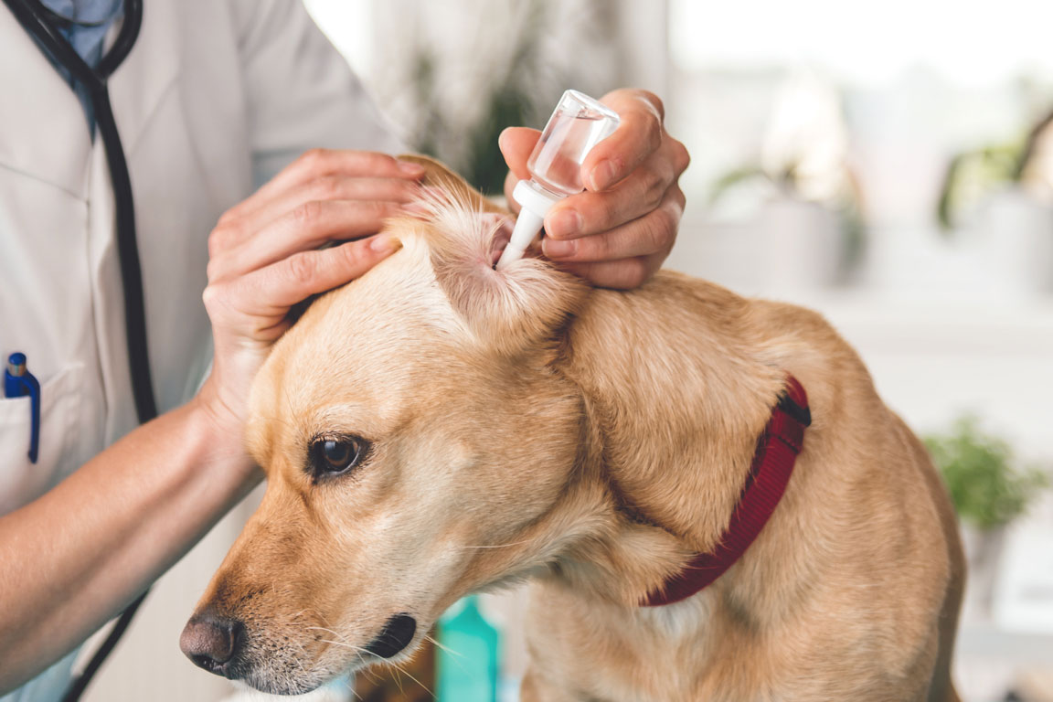 7 hlavních příčin zánětu středního ucha u psů