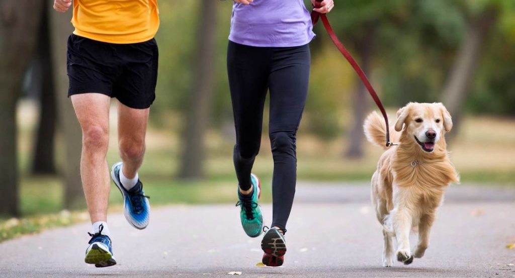 Jak naučit psa, aby ráno běhal se svým majitelem
