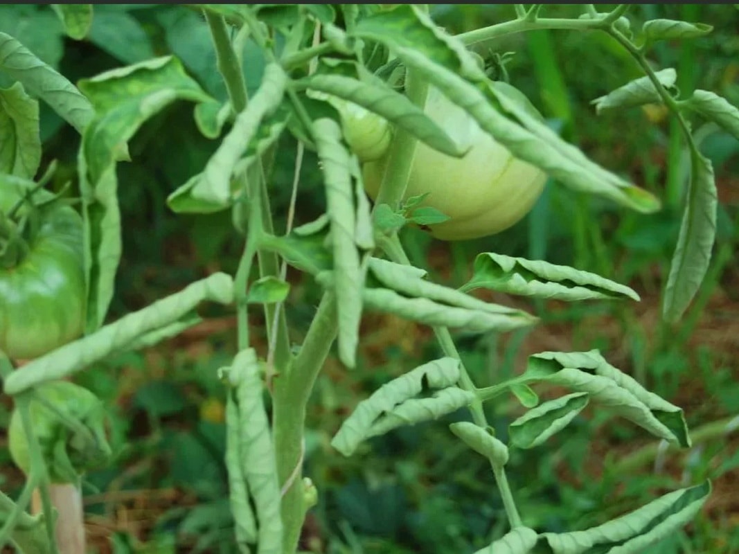 Opatření k zabránění kroucení listů v rajčatech