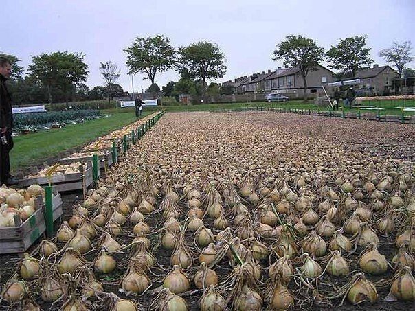 Jak sázet a pěstovat cibuli po čínsku