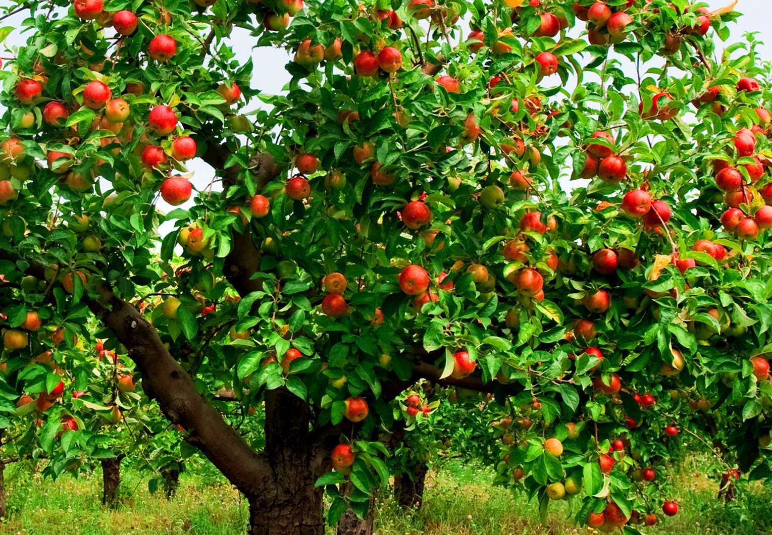 Jak vyrobit ovoce k medvěru jabloní