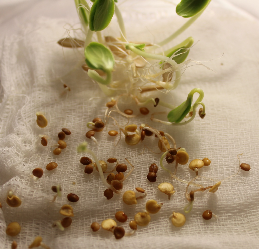Jak zajistit rychlé klíčení semen