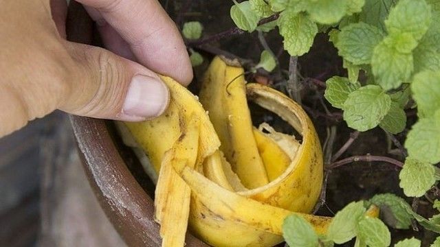 Banán jako hnojivo