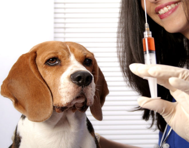 Očkování psů. Vše, co potřebujete vědět o očkování