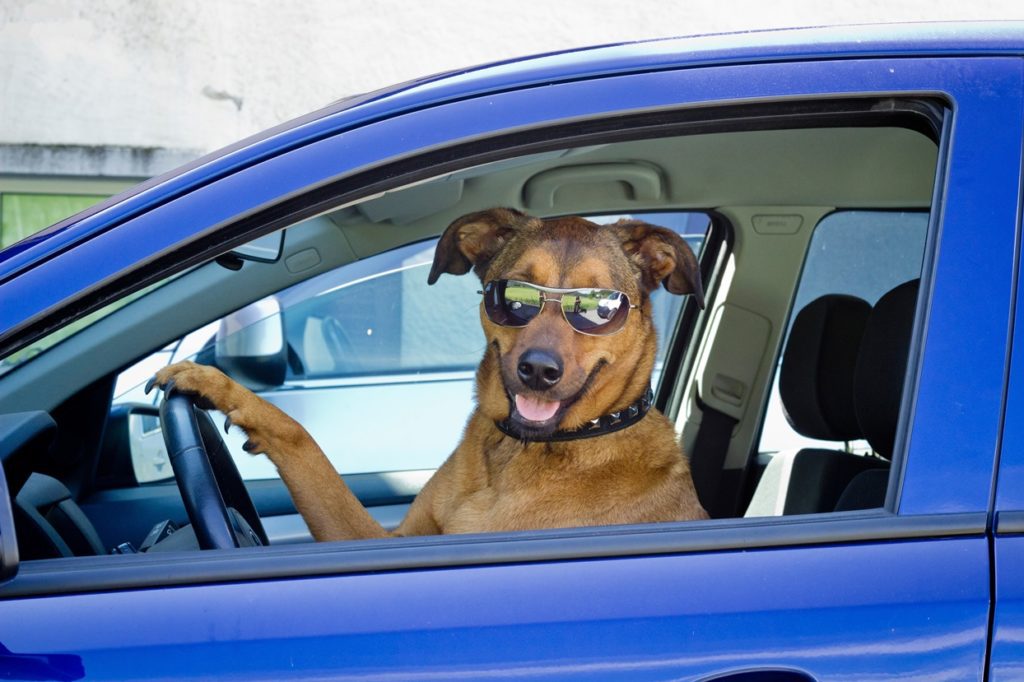 Cestování se psem autem: základní aspekty