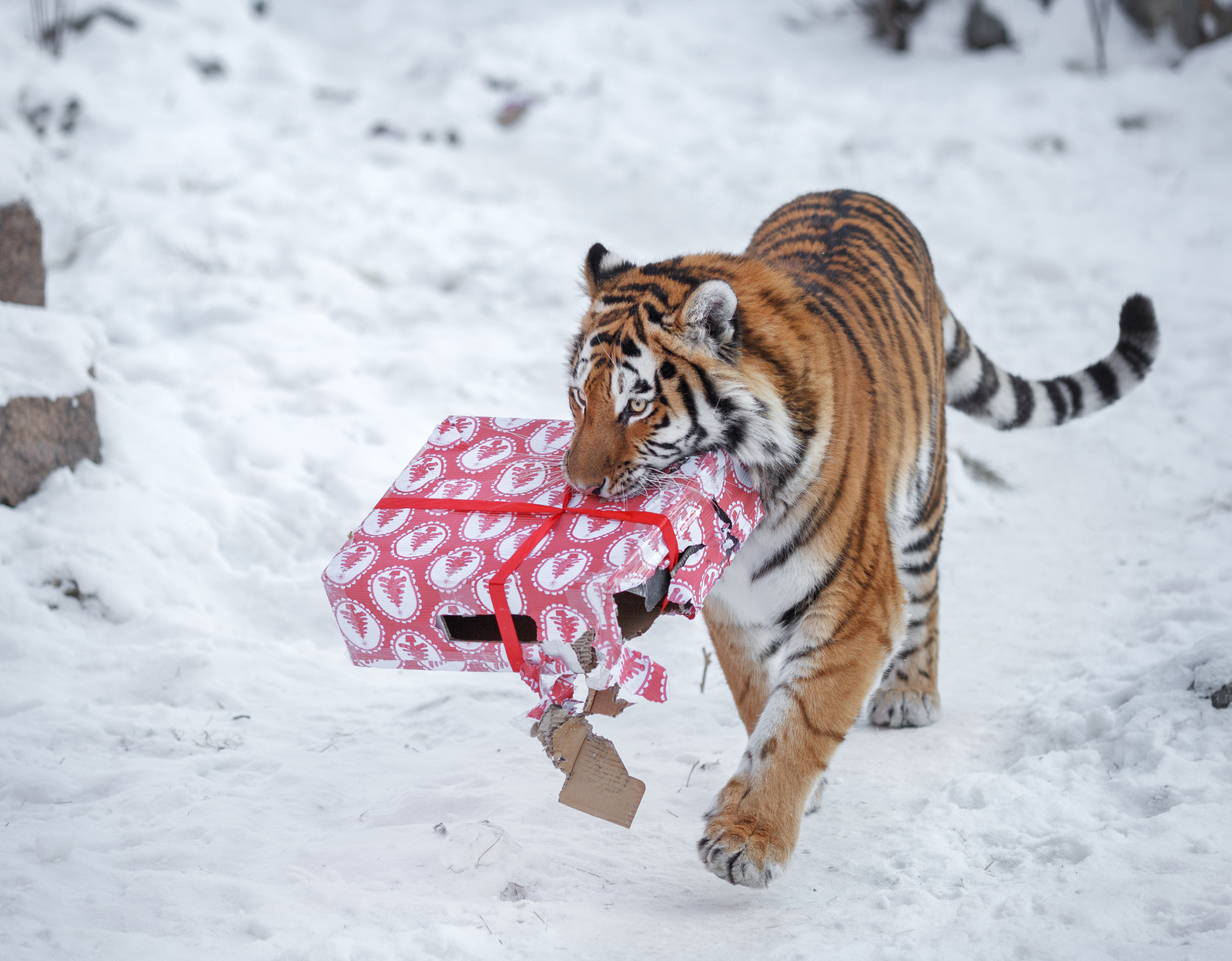 Zakázané oblečení v novém roce tygra