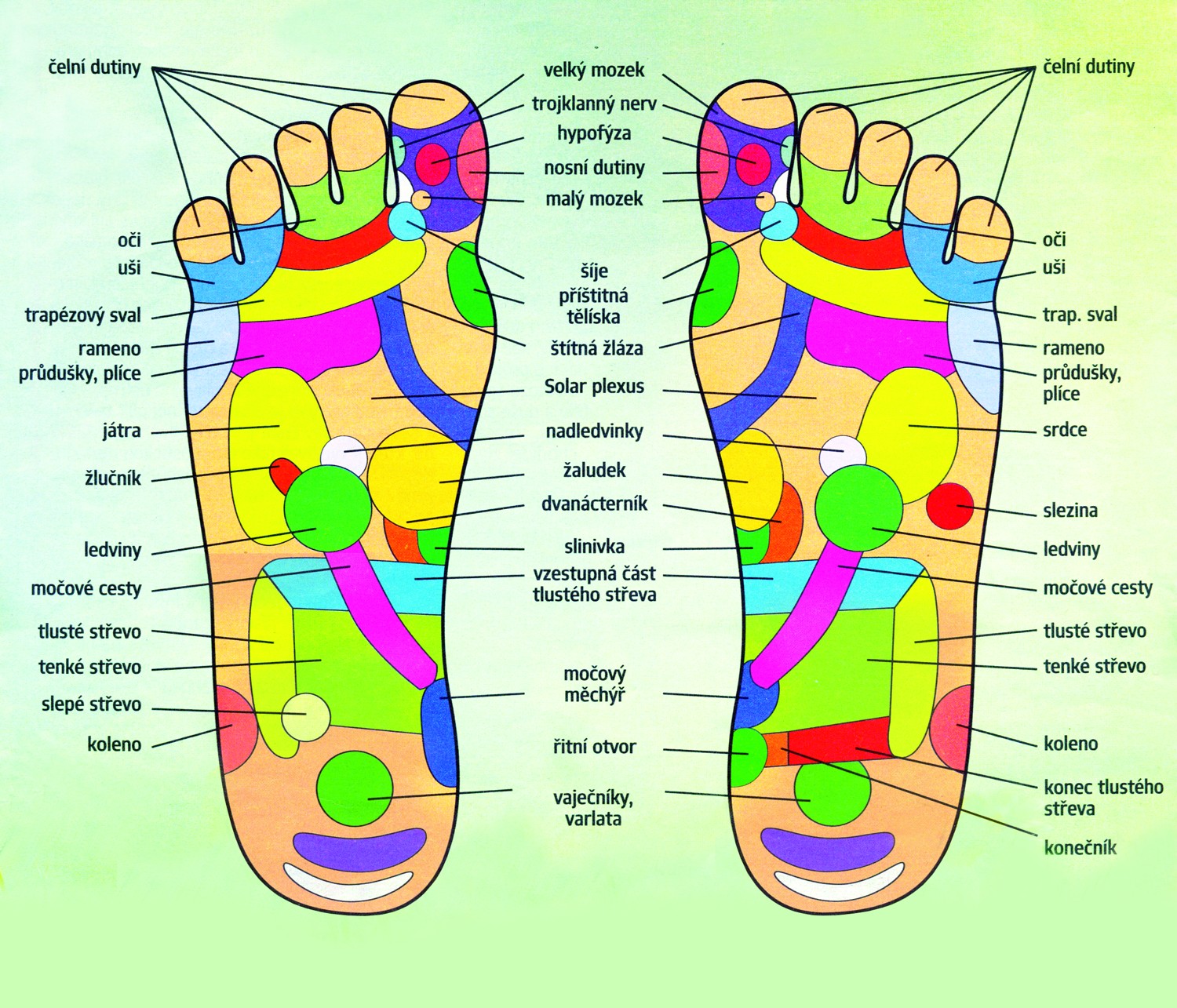Která zóna chodidla je spojena s jakou tělem: informace pro masáž