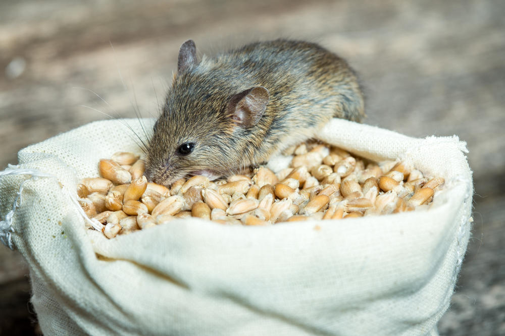 Jak chránit zásoby ve sklepě před myšími