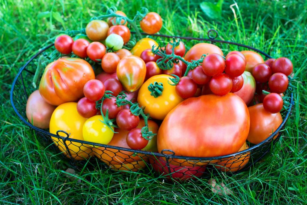 Jak poskytnout obrovský výnos rajčat