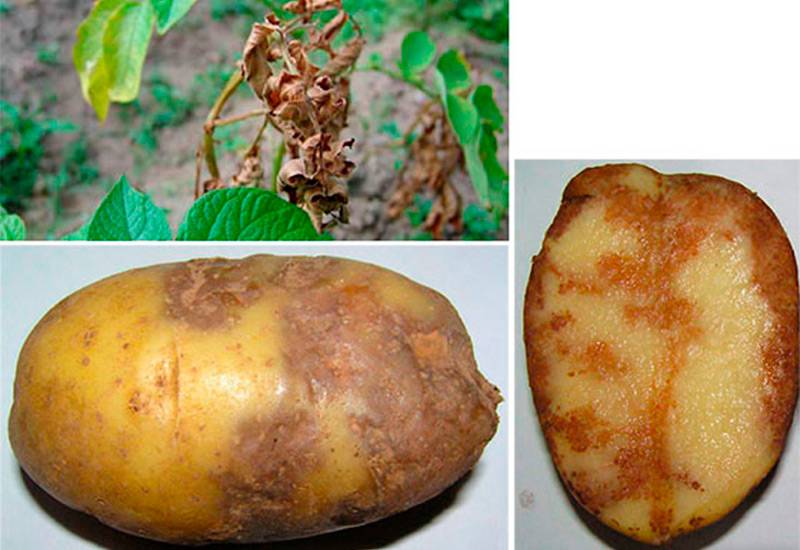 Co je sousedství pro brambory, bude fatální: trápení vás, abyste se vypořádali s pozdním plísněním